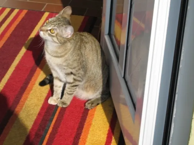 Condolence image of Elisabeth mit Marple im ♥