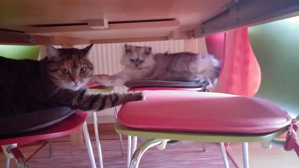 Condolence image of Daniela mit Pauline im ♥️ (+27.05.2021)