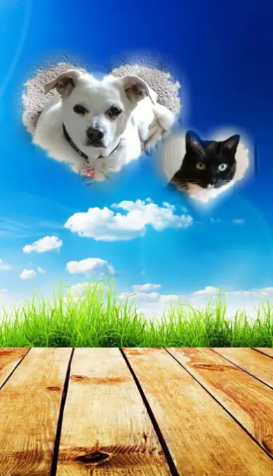 Condolence image of Silke mit Seelenhund Cassy und Katzendame Joyce tief im Herzen ❤