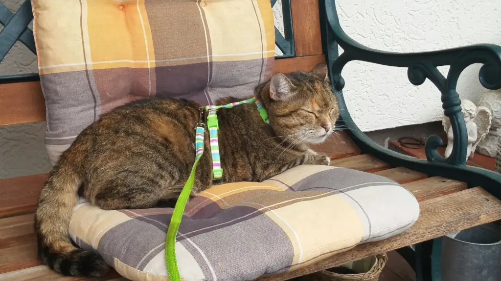 Condolence image of Pauline an Timmy ❤️ meinen Freund