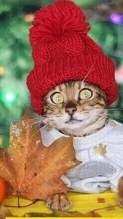 Condolence image of Post von Timmy ♥️