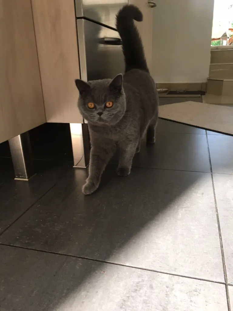 Condolence image of An Timmy und Mama Tanja