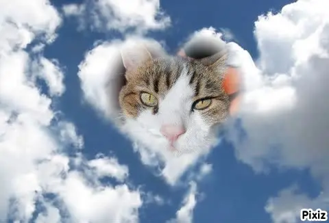 Condolence image of Deine Katzenmutti Tanja ❤