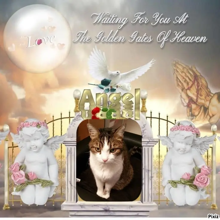 Condolence image of Sternchenpost ⭐