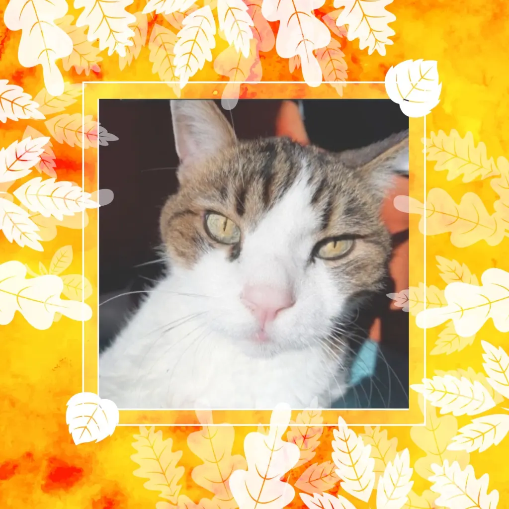 Condolence image of Andrea mit Minki im ♥️