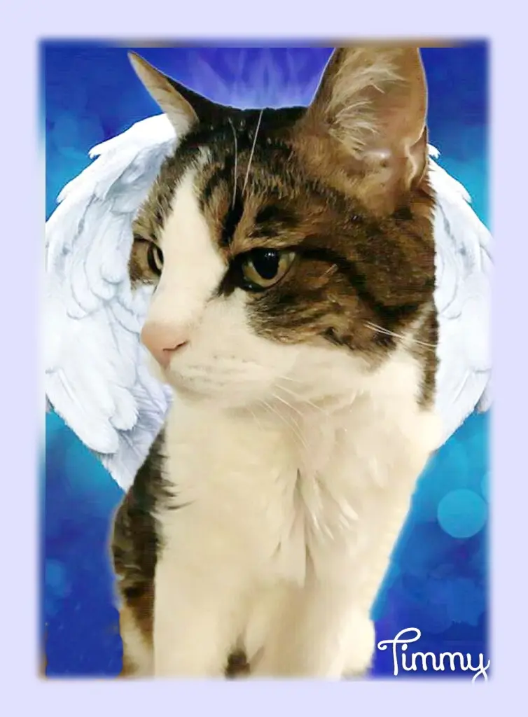 Condolence image of Sabine mit Kaspar tief im Herzen☸ڿڰۣ❤️