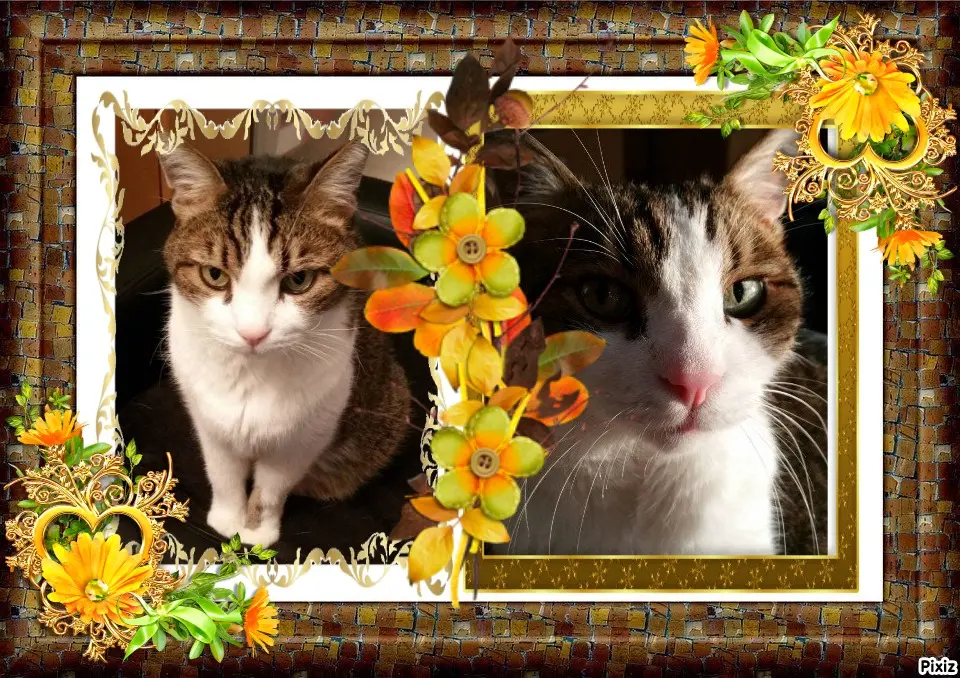 Condolence image of Patricia mit Bunny ❤️ 