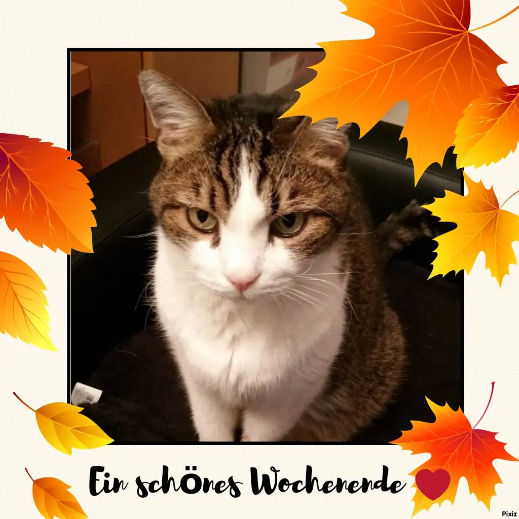 Condolence image of Patricia mit Bunny ❤️ 