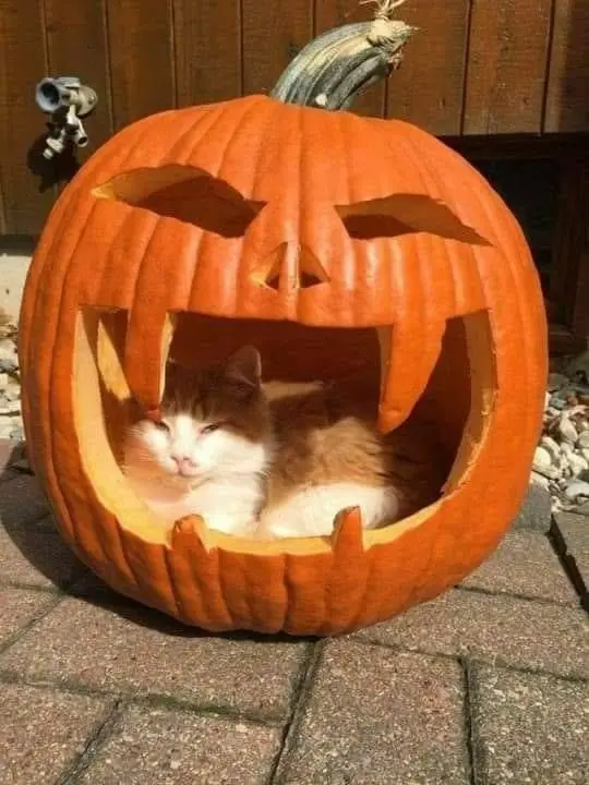 Condolence image of Post von Timmy ♥️