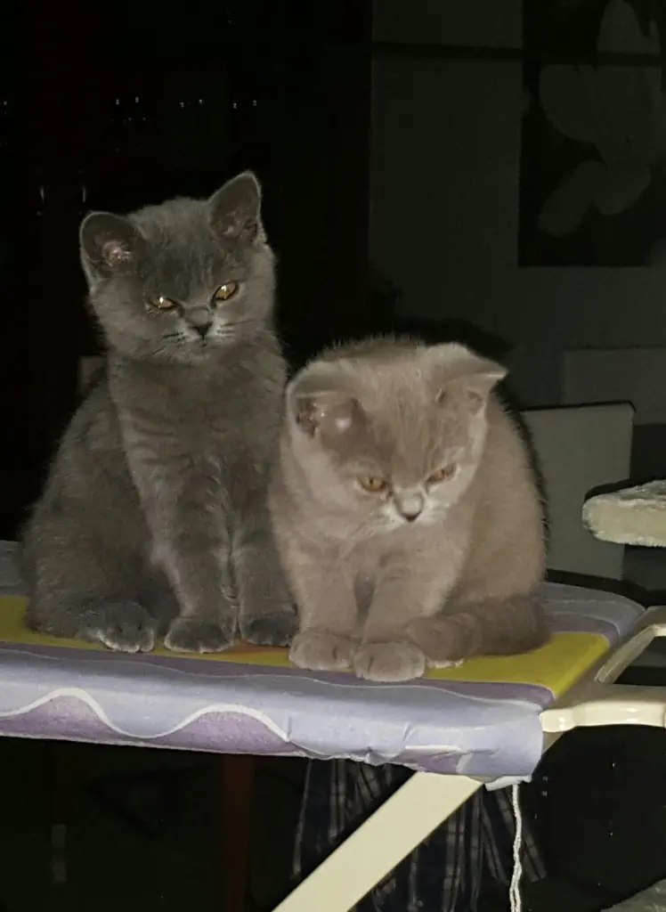 Condolence image of Sonja mit Emma im ❤️