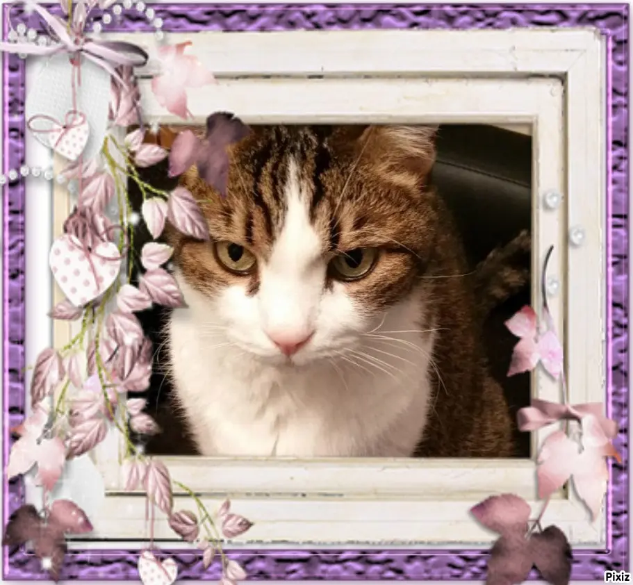 Condolence image of Patricia mit Bunny ❤️ 