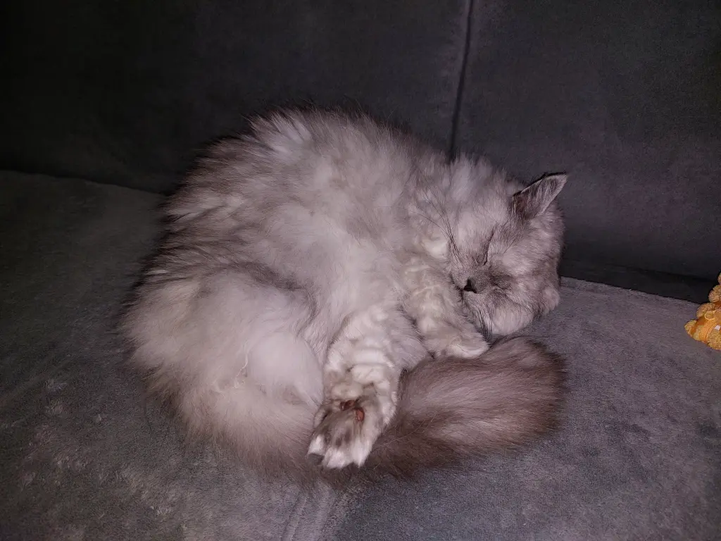 Condolence image of Daniela mit Pauline im ♥️ (+27.05.2021)