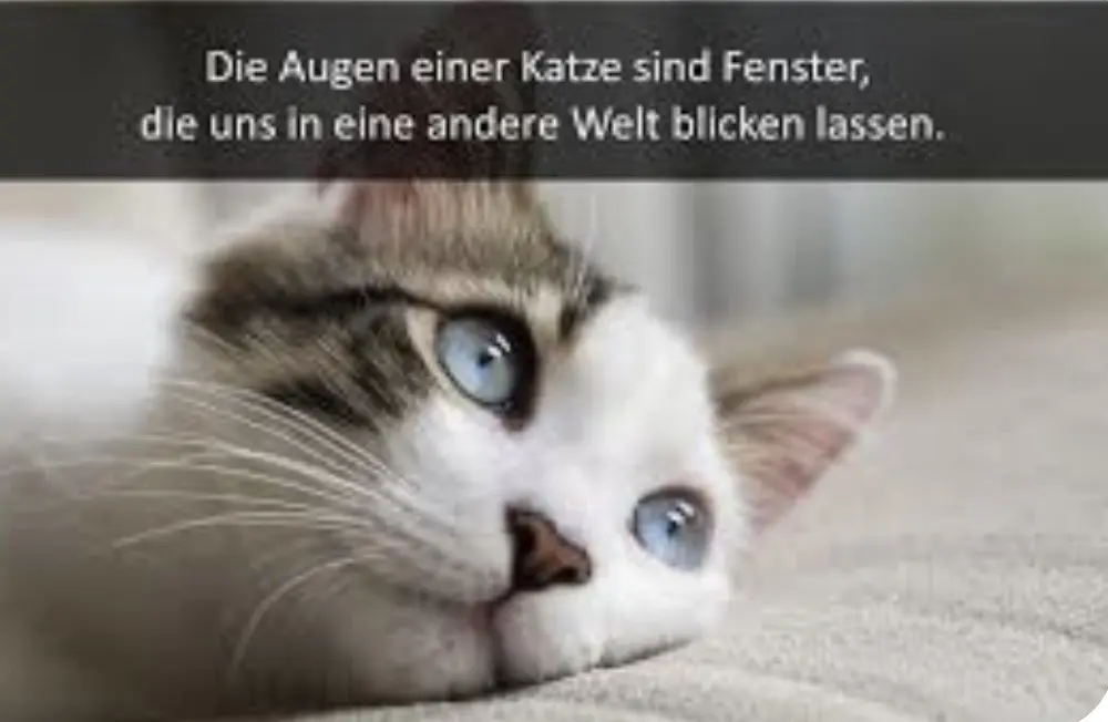 Condolence image of An Timmy und Mama Tanja