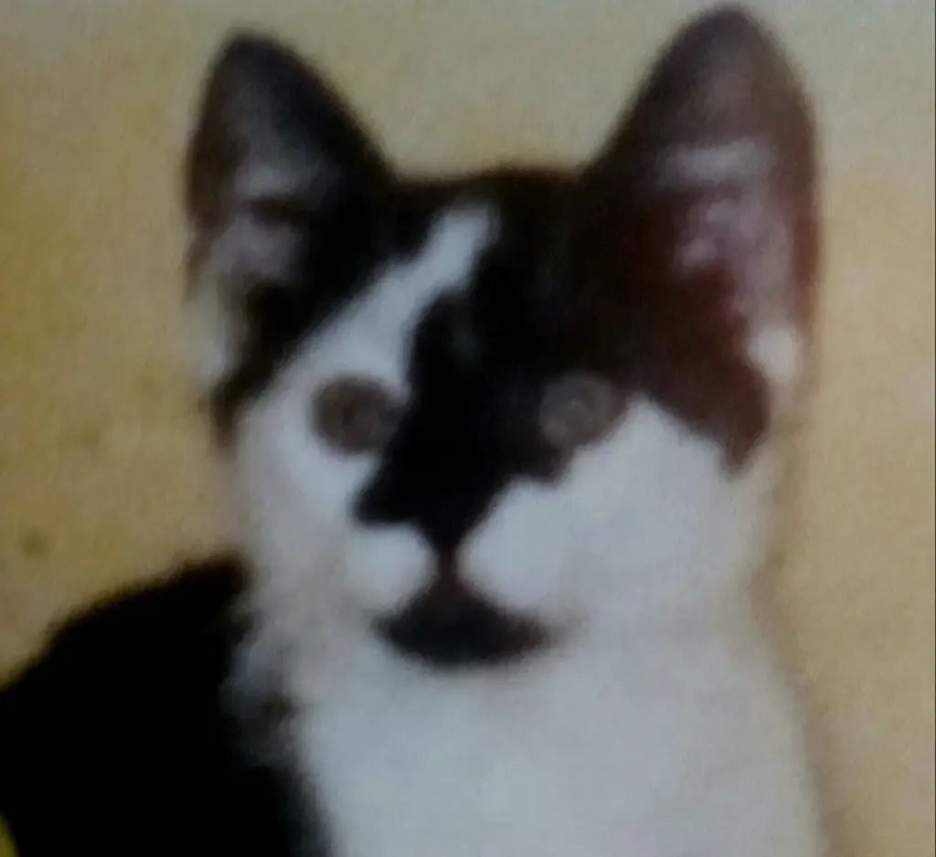 Condolence image of Annemarie und Elke mit Snoopy im Herzen gest.04.01.2022