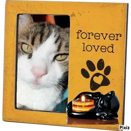 Condolence image of Deine Katzenmutti Tanja ❤