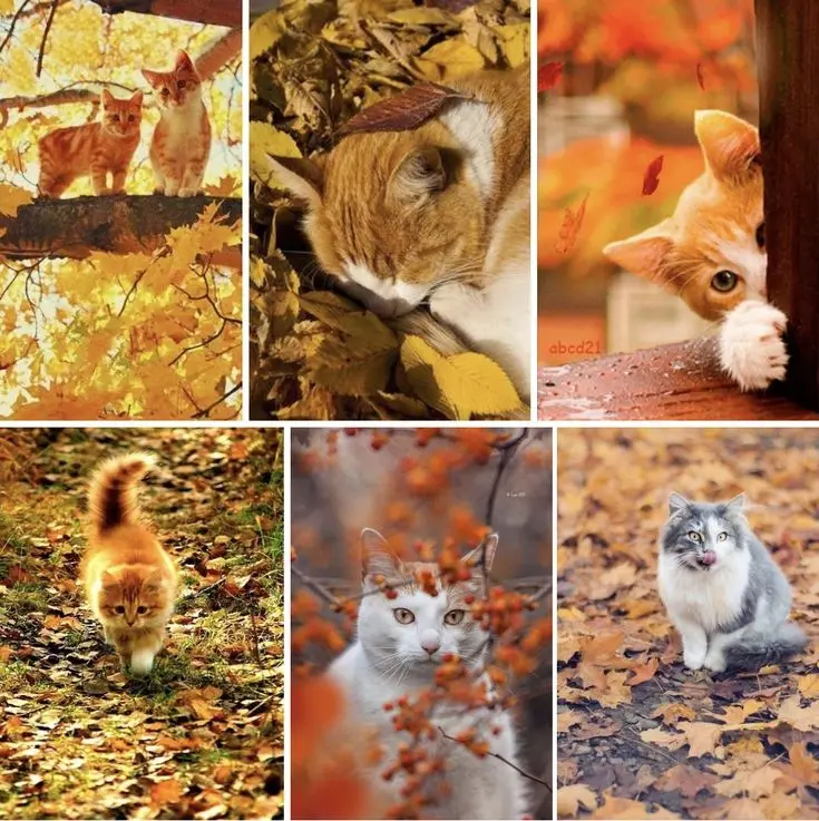 Condolence image of Post von Timmy ♥️