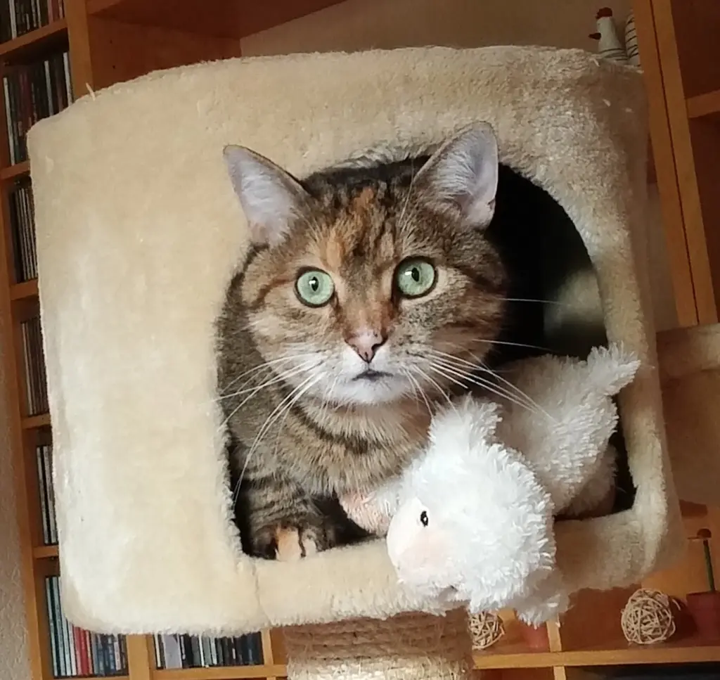 Condolence image of Daniela mit Pauline ❤️