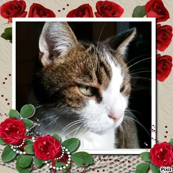 Condolence image of Patricia mit Bunny ❤️ 