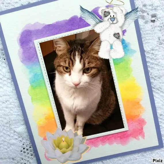 Condolence image of Patricia mit Bunny ❤️ 