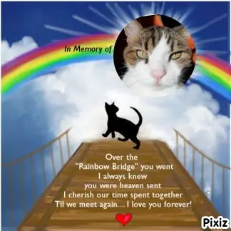 Condolence image of Deine Katzenmutti Tanja ❤