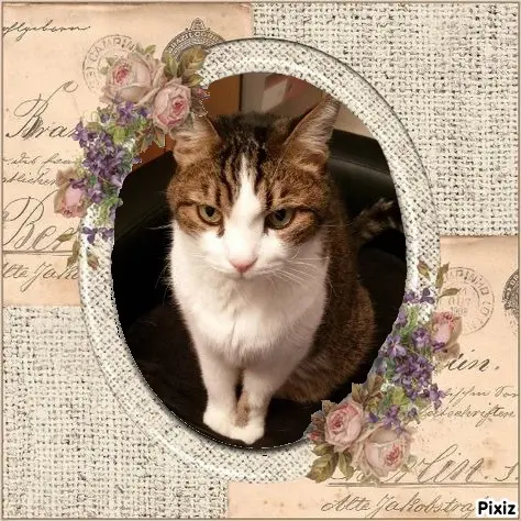 Condolence image of Sternchenpost ⭐