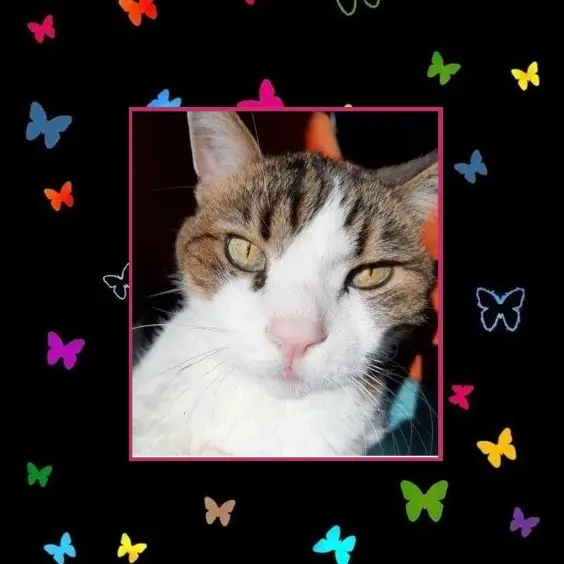 Condolence image of Andrea mit Minki im ♥️