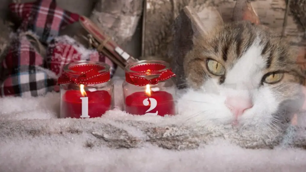 Condolence image of Andrea mit Minki im ♥️