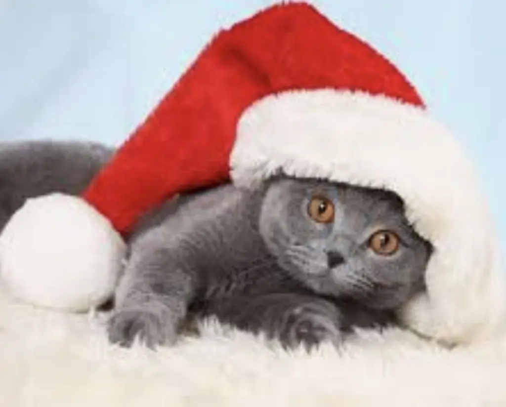 Condolence image of Sonja mit Emma und Benny 