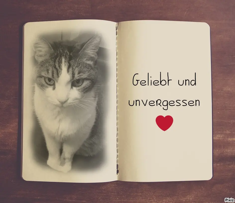 Condolence image of Patricia mit Bunny ❤️