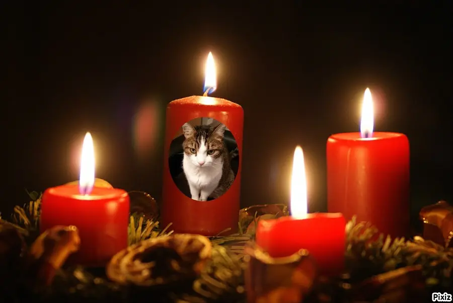 Condolence image of Patricia mit Bunny ❤️ 