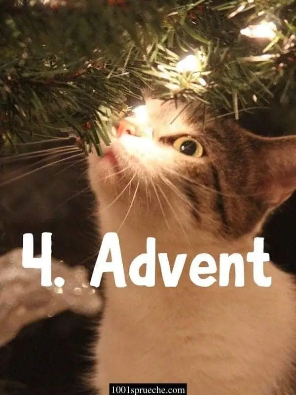 Condolence image of Andrea mit Minki im ♥️