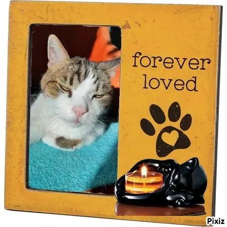 Condolence image of Von Deinem Frauchen Tanja ❤