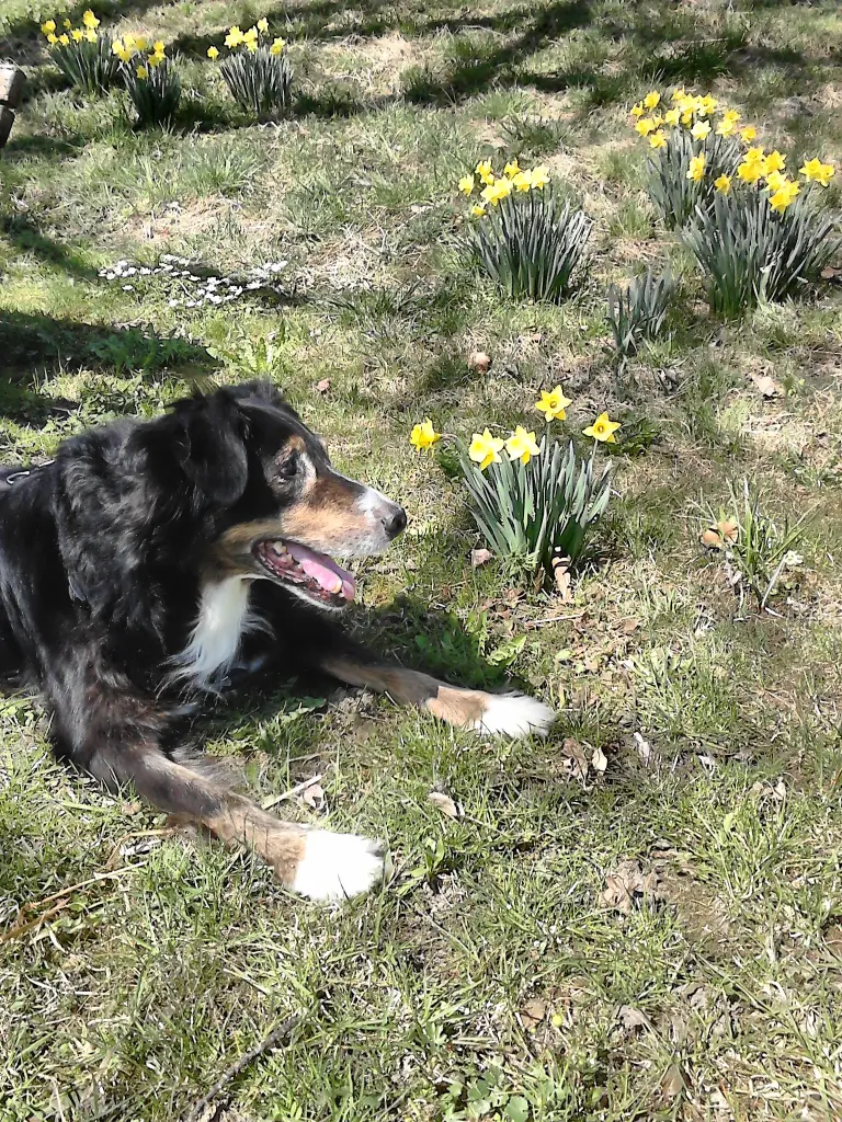 Condolence image of Renate mit Artax"Bubele" tief im Herzen