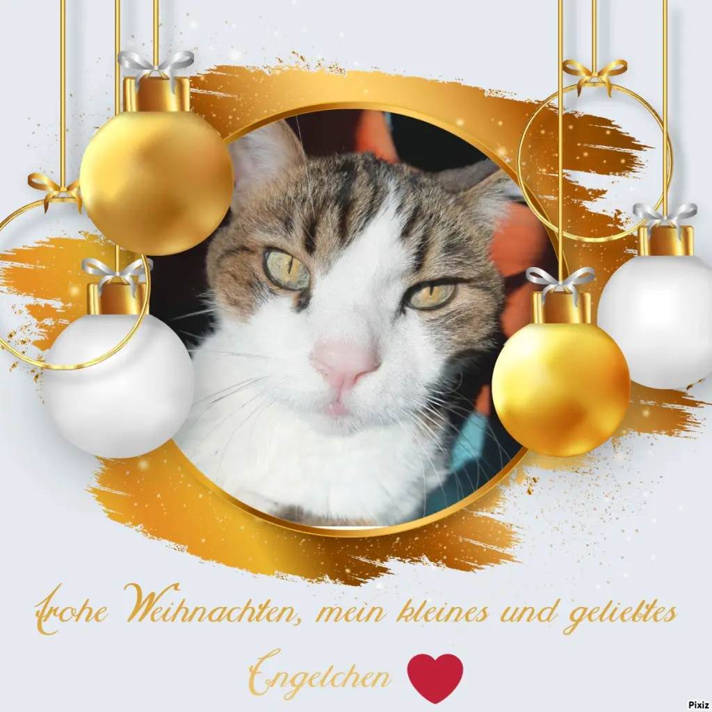 Condolence image of Deine Katzenmutti Tanja ❤