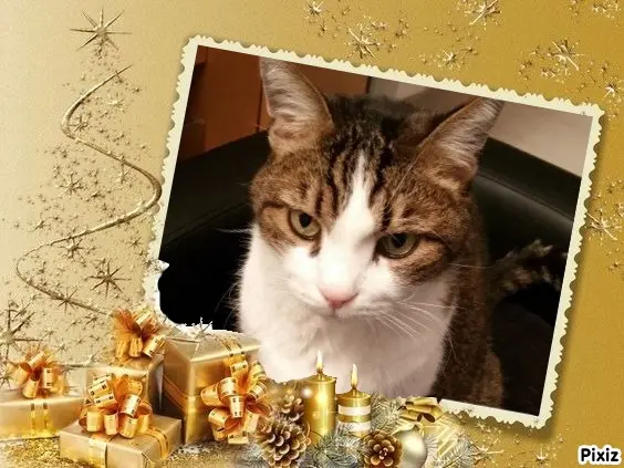 Condolence image of Patricia mit Bunny ❤️ 