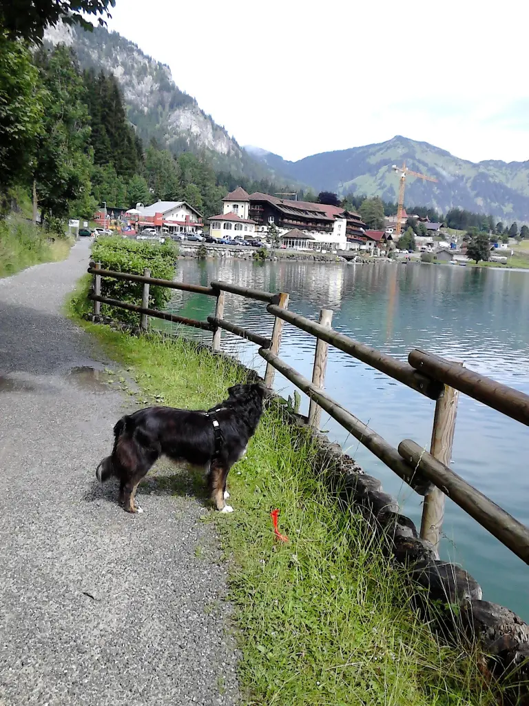 Condolence image of Renate mit Artax"Bubele" tief im Herzen