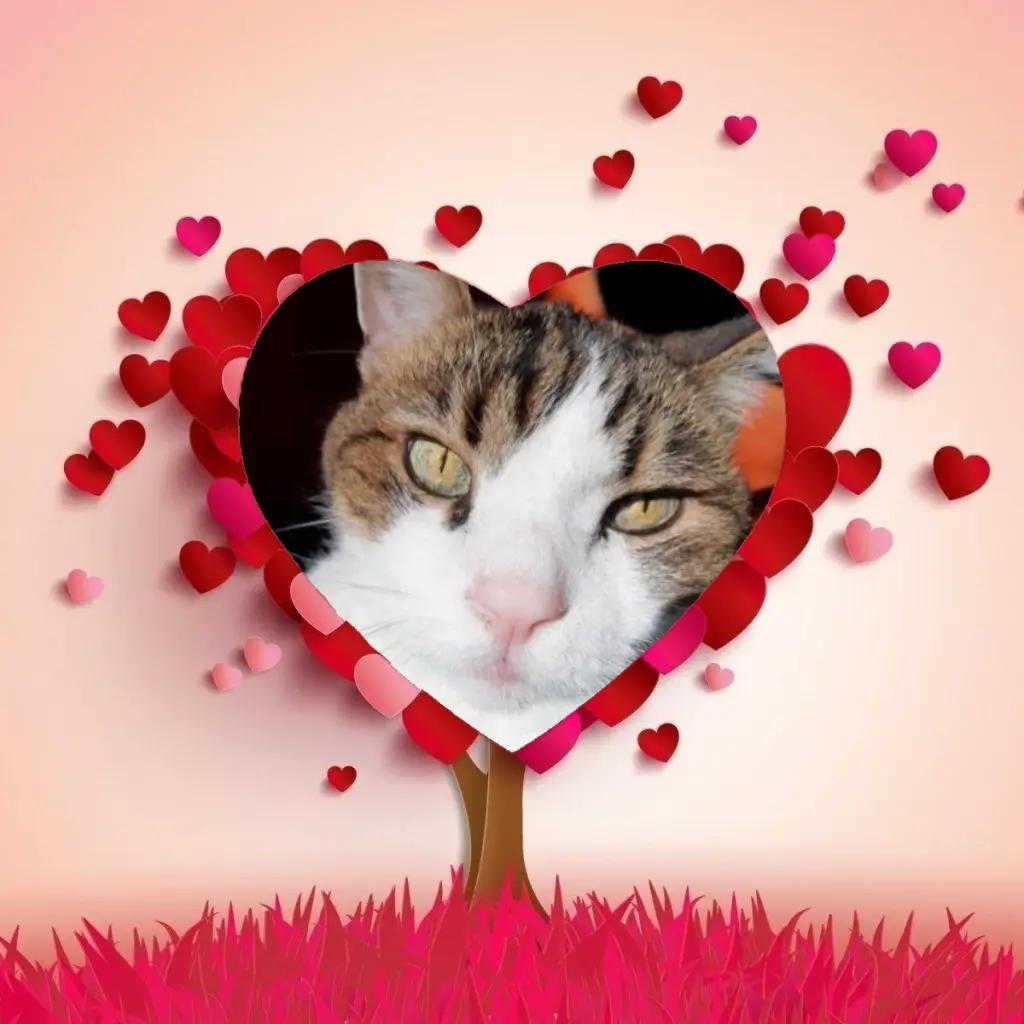 Condolence image of Post für Timmy ♥️