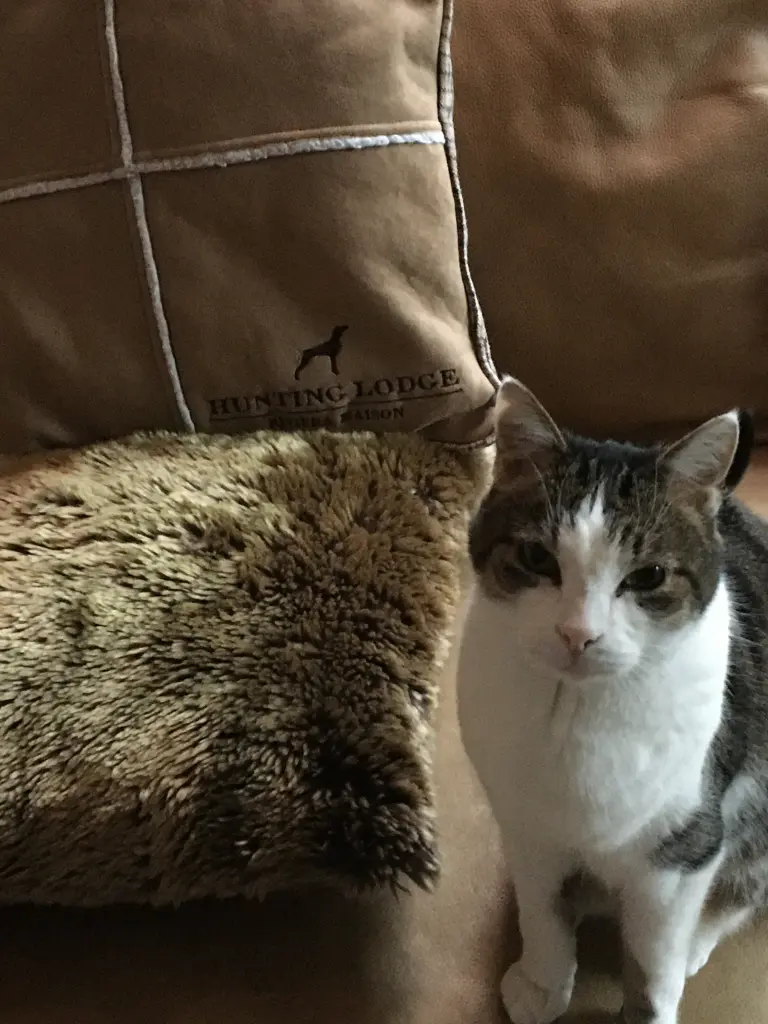 Condolence image of Anja mit Maja & Gräuli im ༺❤️༻