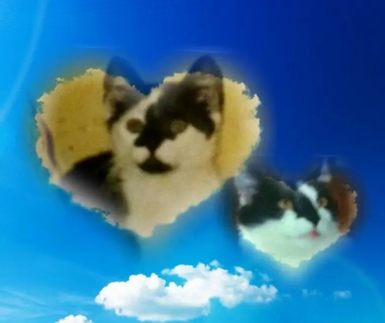 Condolence image of Annemarie und Elke mit Snoopy im Herzen gest.04.01.2022