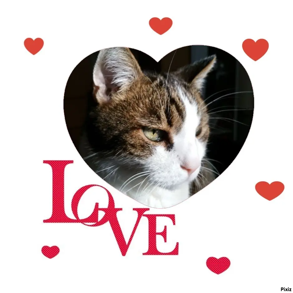 Condolence image of Patricia mit Bunny ❤️