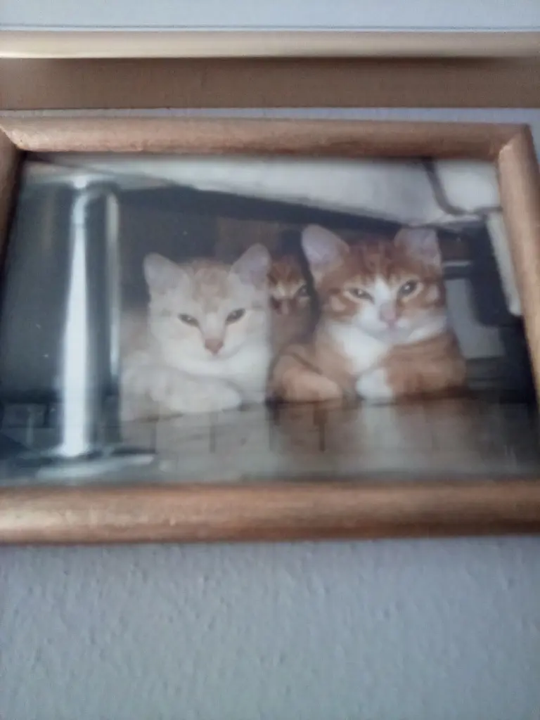 Condolence image of Beate & Arne mit Elvis im Herzen ❤