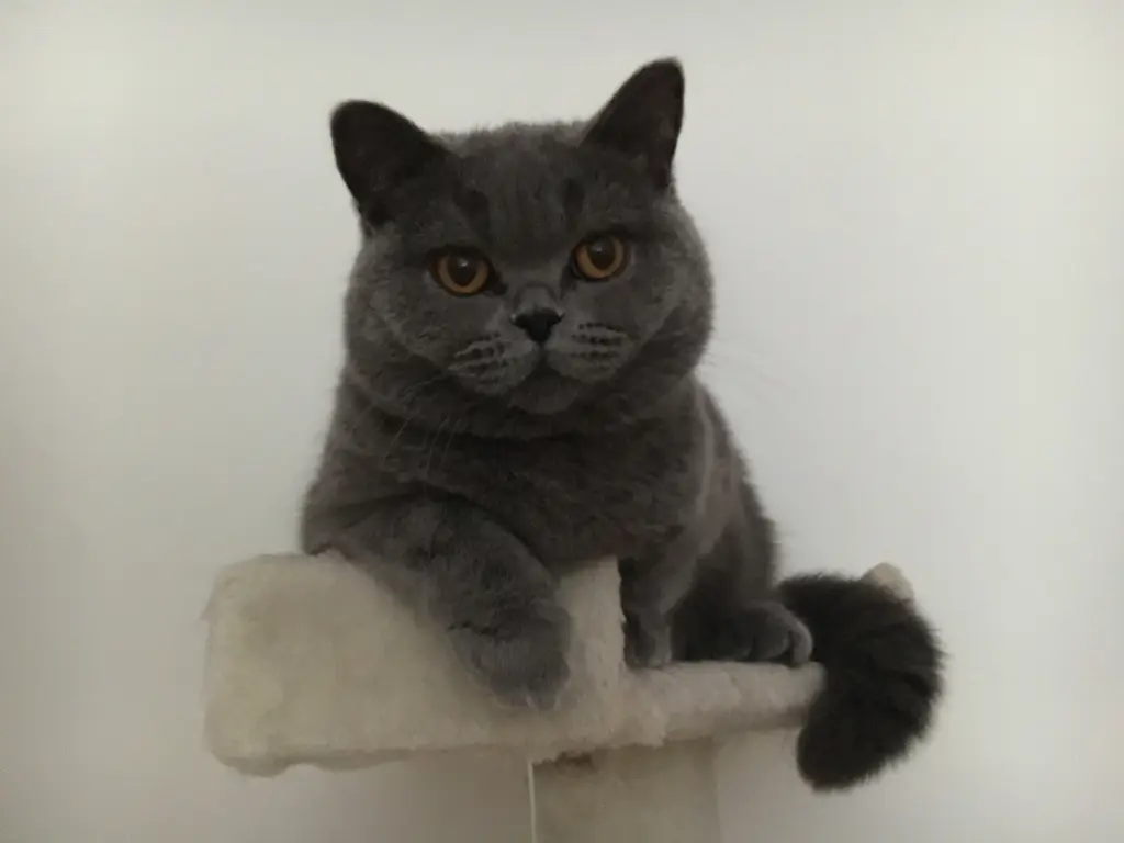 Condolence image of An Timmy und Mama Tanja