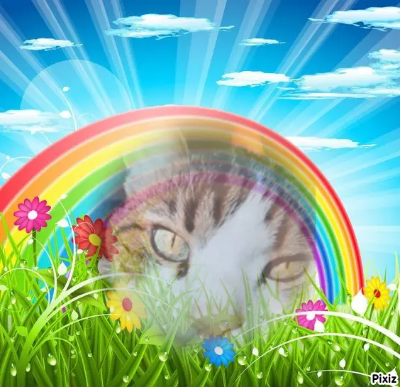 Condolence image of Für Dich kleines Sternchen Timmy ❤️