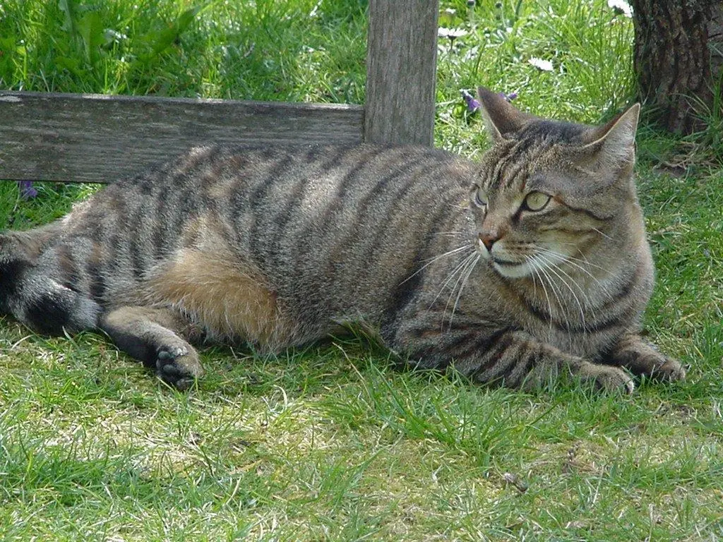 Condolence image of Elisabeth mit Marple, Christie und Arafat im ♥