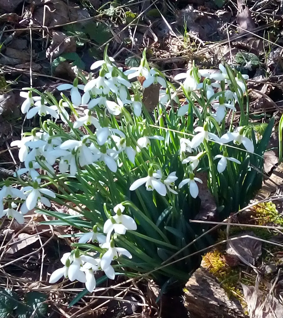 Condolence image of an den Sternenprinz Timmy