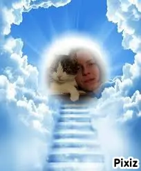 Condolence image of Deine Katzenmutti Tanja ❤