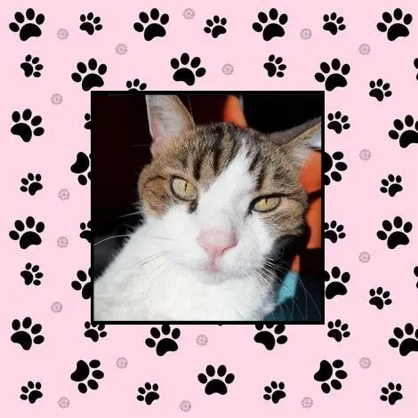 Condolence image of Für Timmy ♥️