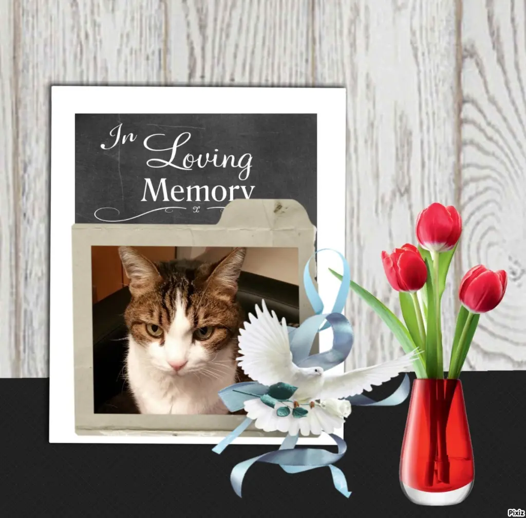 Condolence image of Sternchenpost ⭐