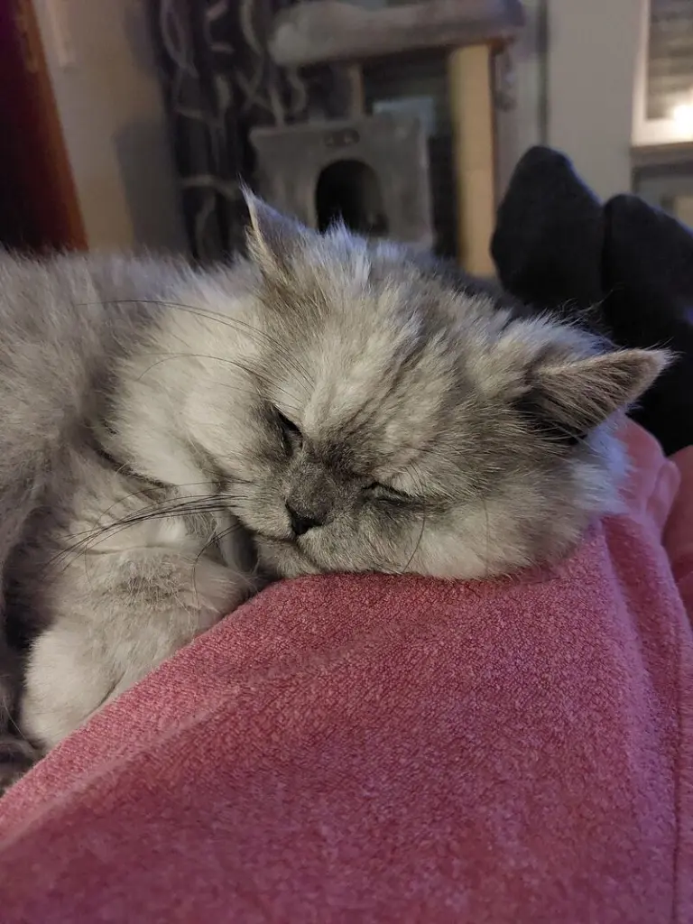 Condolence image of Daniela mit Pauline im ♥️