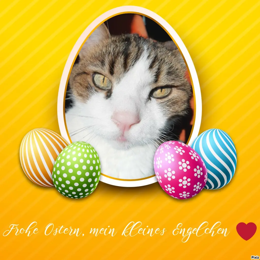 Condolence image of Deine Katzenmutti Tanja ❤